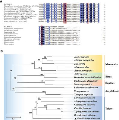 A Teleost CXCL10 Is Both an Immunoregulator and an Antimicrobial